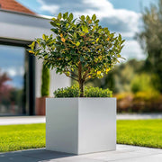 matte white planters for trees woven wood